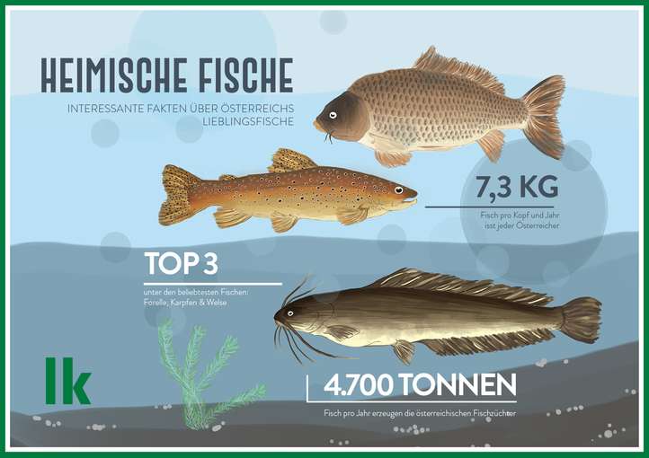 Fakten zu heimischen Fischen © LK