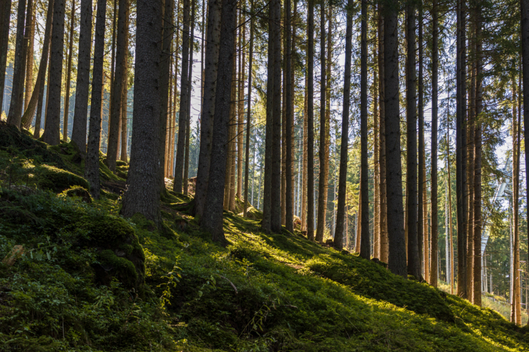 Wald © Michaela Kölle
