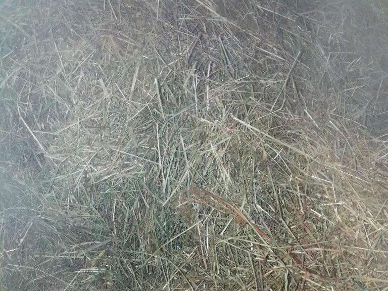 Heu möglichst locker pressen und luftdurchlässig lagern, um Lagerpilze zu vermeiden. © LK Niederösterreich Heu möglichst locker pressen und luftdurchlässig lagern, um Lagerpilze zu vermeiden. © LK Niederösterreich