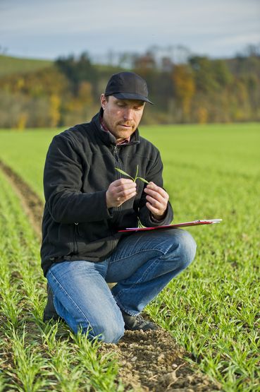 Gerste_3_Blatt_1-ID63387.jpg © Agrarfoto Gerste_3_Blatt_1-ID63387.jpg © Agrarfoto