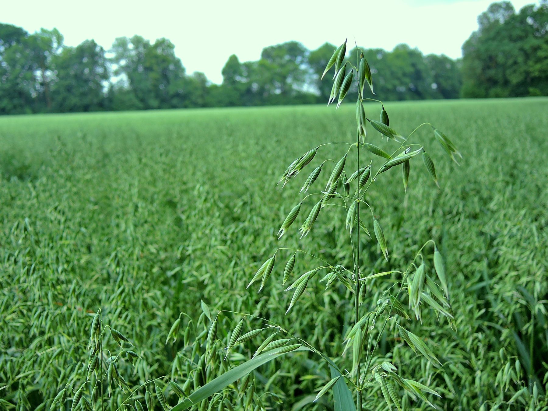 Hafer_1-ID73835.jpg © Agrarfoto Hafer_1-ID73835.jpg © Agrarfoto