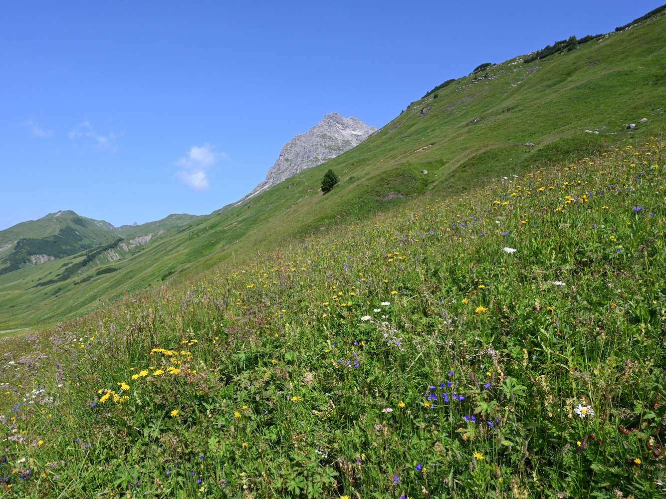 Steile Wiese © LK Vorarlberg Steile Wiese © LK Vorarlberg