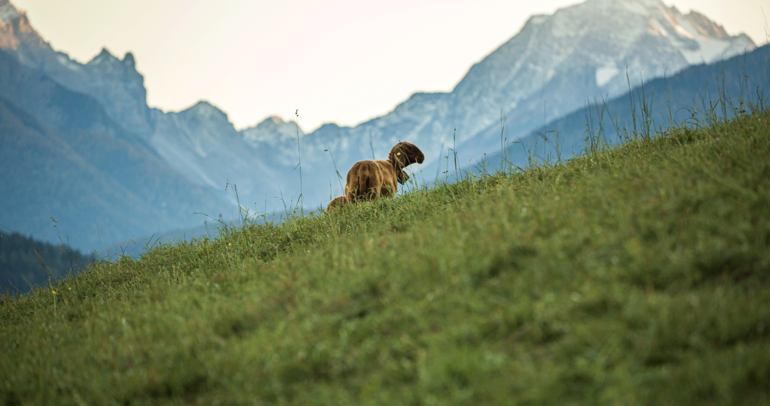 Schaf Wiese Berge