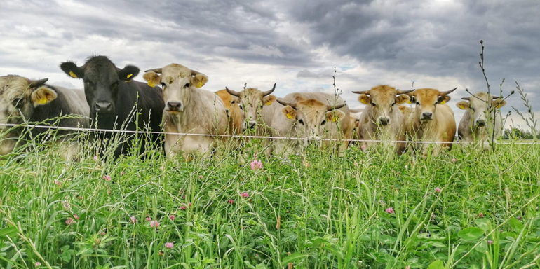 Praktiker setzen Mob Grazing vor allem sporadisch im Ackerbau und auf schlechten Grünlandstandorten ein. © Manuel Winter Praktiker setzen Mob Grazing vor allem sporadisch im Ackerbau und auf schlechten Grünlandstandorten ein. © Manuel Winter