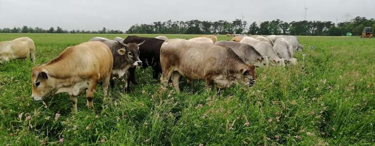 08 Mob Grazing Marchfeld_ManuelWinter.jpg © Manuel Winter 08 Mob Grazing Marchfeld_ManuelWinter.jpg © Manuel Winter