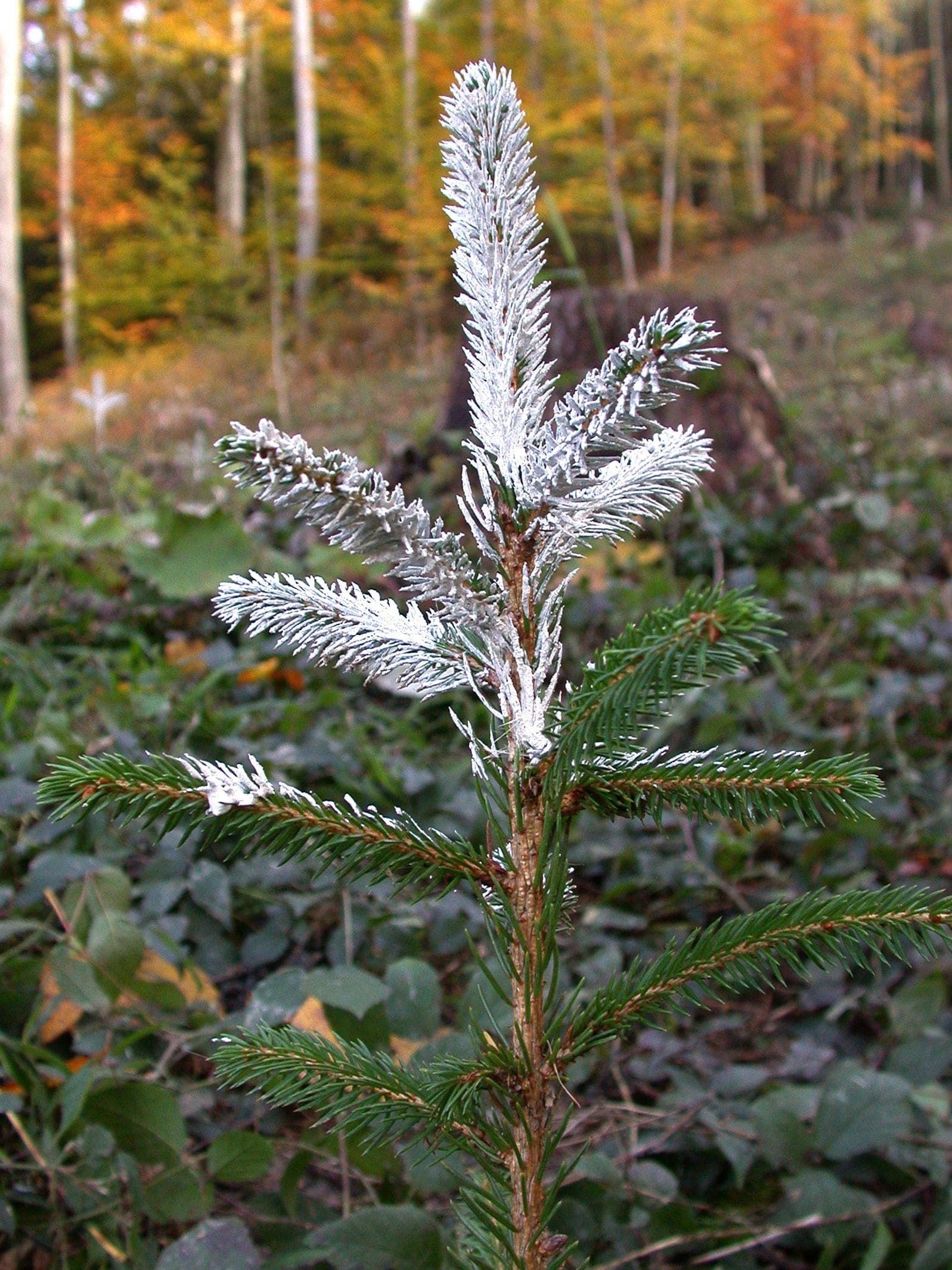 3_Verbisschutz-min.jpg © agrarfoto 3_Verbisschutz-min.jpg © agrarfoto