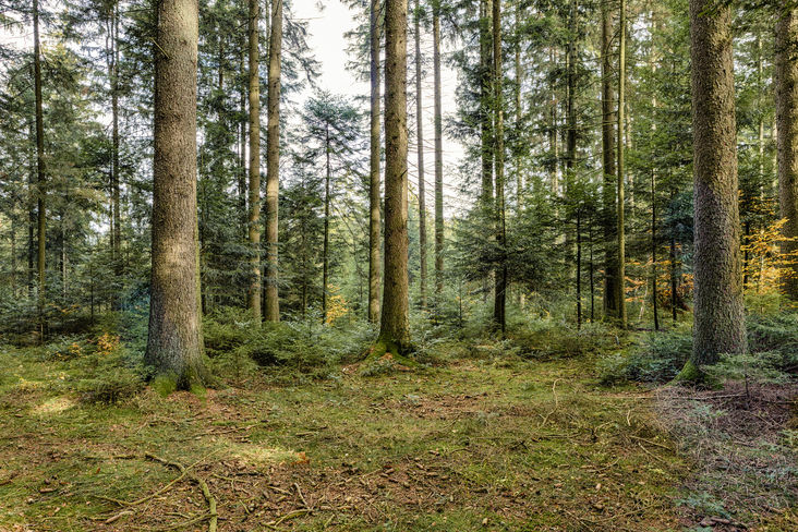 Für eine klima-smarte aktive Waldbewirtschaftung setzen sich mehr als 550 renommierte internationale Wissenschaftler*innen in einem Schreiben an EU-Präsidentin Ursula von der Leyen ein. © Landwirtschaftskammer Oberösterreich/Michael Reh