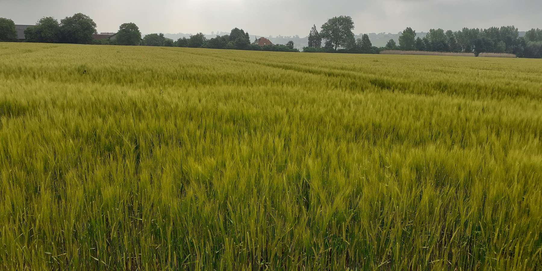 Bio_Braugerste_LK_OÖ_Doblmair_Petra.jpg © Landwirtschaftskammer Oberösterreich/Doblmair Bio_Braugerste_LK_OÖ_Doblmair_Petra.jpg © Landwirtschaftskammer Oberösterreich/Doblmair