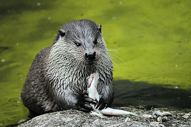 Fischotter.jpg © Archiv