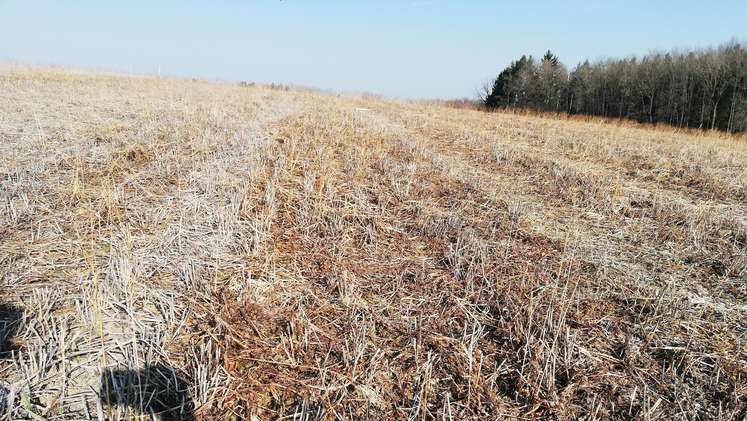 Eindrücke von den Mähdrusch- und Direktsaatversuchen der Zwischenfrüchte aus Rohr im Kremstal, 15. März 2022