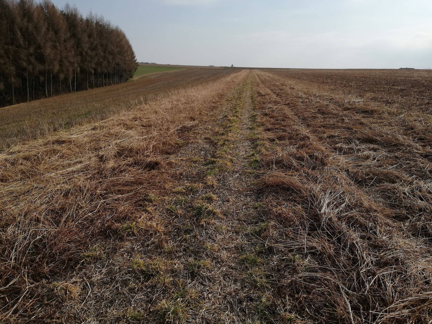 Mähdruschsaat nach Wintergerste, Aussaat 12. Juli 2021, vollständig abgefrorene Mulchauflage die Boden schützt, darunter beinahe unkrautfrei! © BWSB