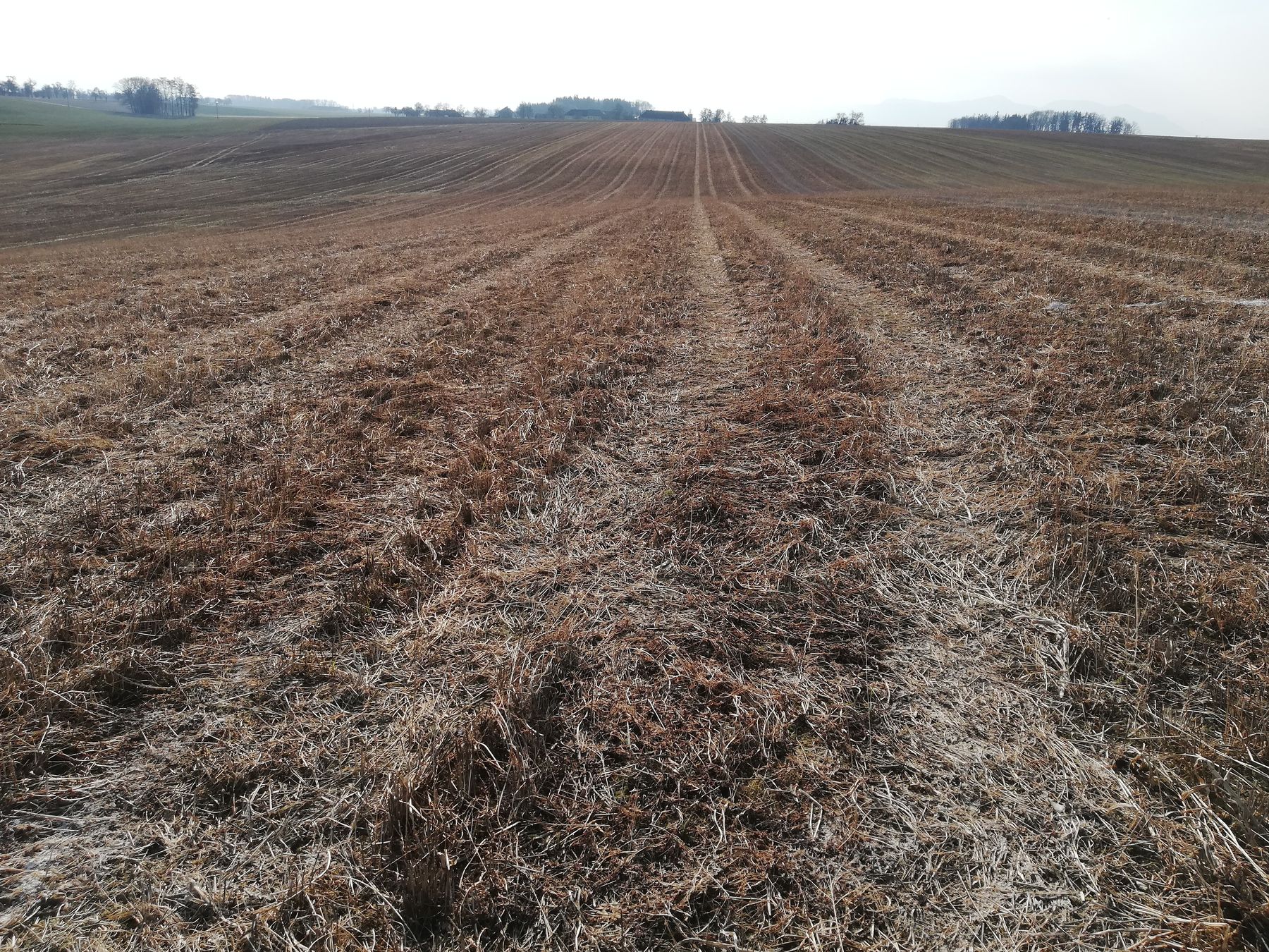 Mähdruschsaat nach Winterweizen, Aussaat 12. Juli 2021, vollständig abgefrorene Auflage, weiterhin optimaler Bodenschutz und Unkrautunterdrückung, ideal für Mulchsaat! © BWSB