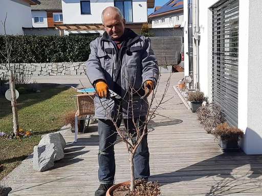 Titelbild Apfelbaum im Topf Richtig schneiden.jpg