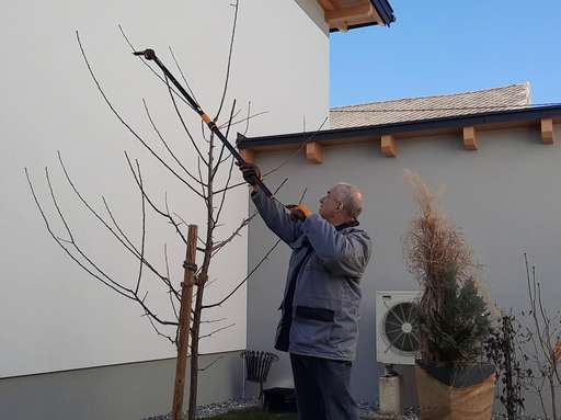 Titelbild Erziehungsschnitt bei einem Zwetschken Buschbaum.jpg