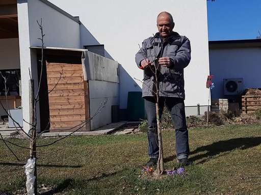 Titelbild richtige Erziehung einer Birnenspindel.jpg