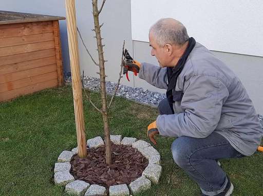 Titelbild Säulenbäume lange fruchtbar halten.jpg