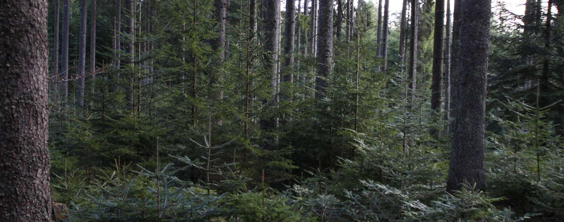 2022 QGIS Abbildung 3-min.jpg © LK Kärnten/Maximilian Kordasch 2022 QGIS Abbildung 3-min.jpg © LK Kärnten/Maximilian Kordasch