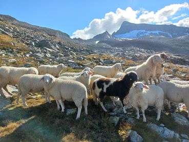 Lämmer Foto Weger-min.jpg