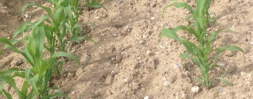 flüssiger kompost dünger baumbad Flüssigdünger aus Wurmkompost 3 Liter