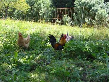 Hennen und Hahn auf Wiese © LK Vbg. (Mittel).jpg © LK Vbg.