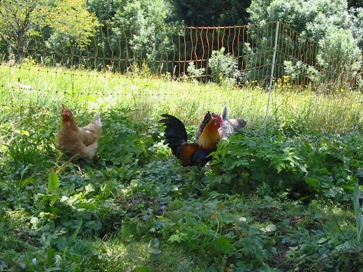 Hennen und Hahn auf Wiese © LK Vbg. (Mittel).jpg © LK Vbg.