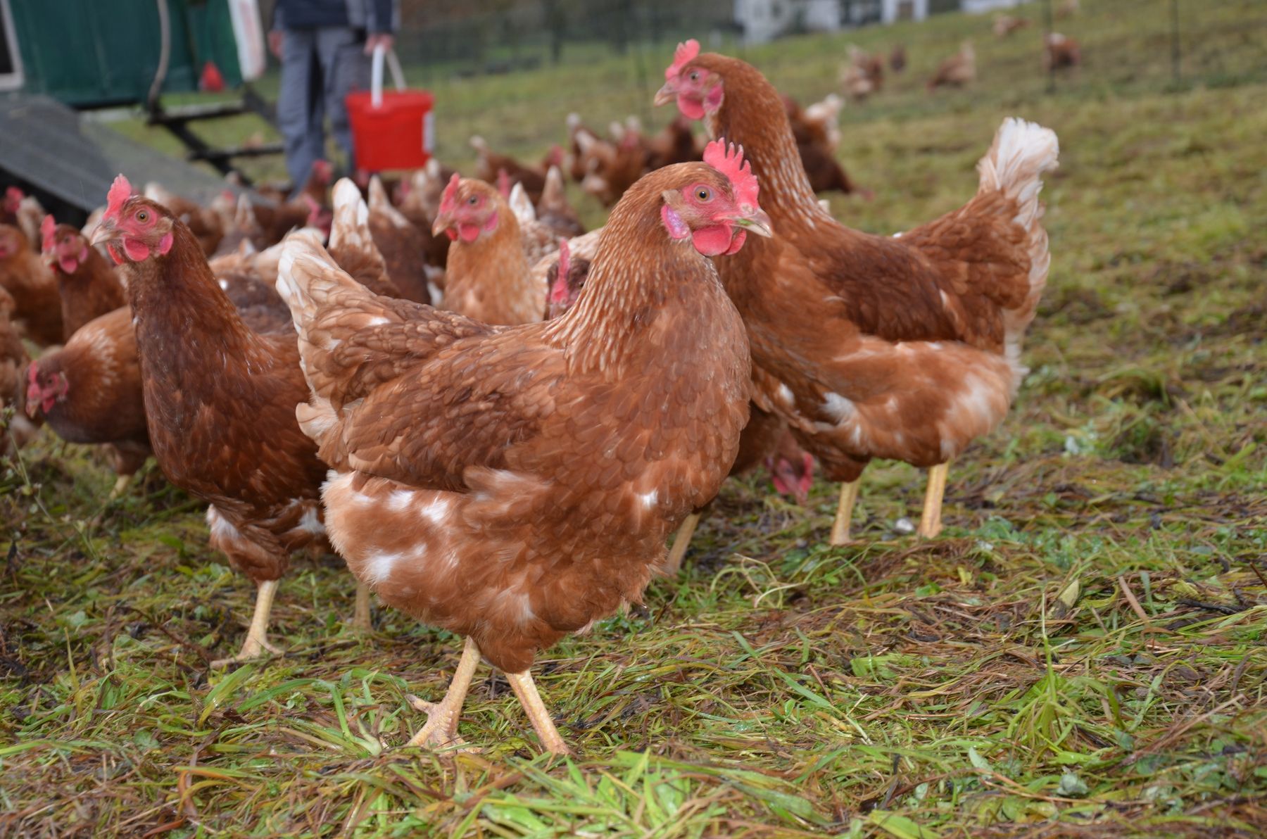 Legehennen_LK OÖ EFO (105).jpg © LK OÖ Legehennen_LK OÖ EFO (105).jpg © LK OÖ