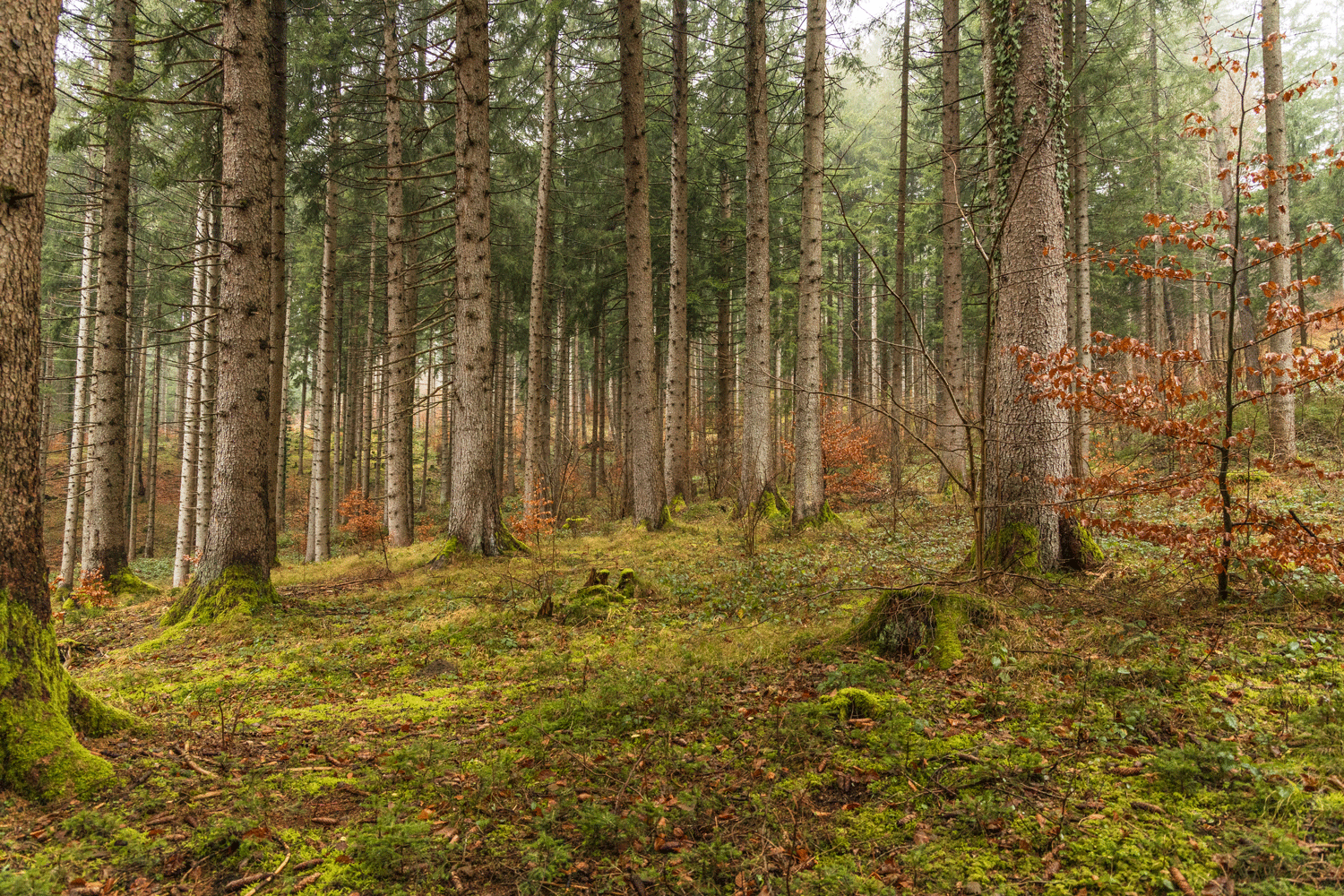 Mischwald Bäume