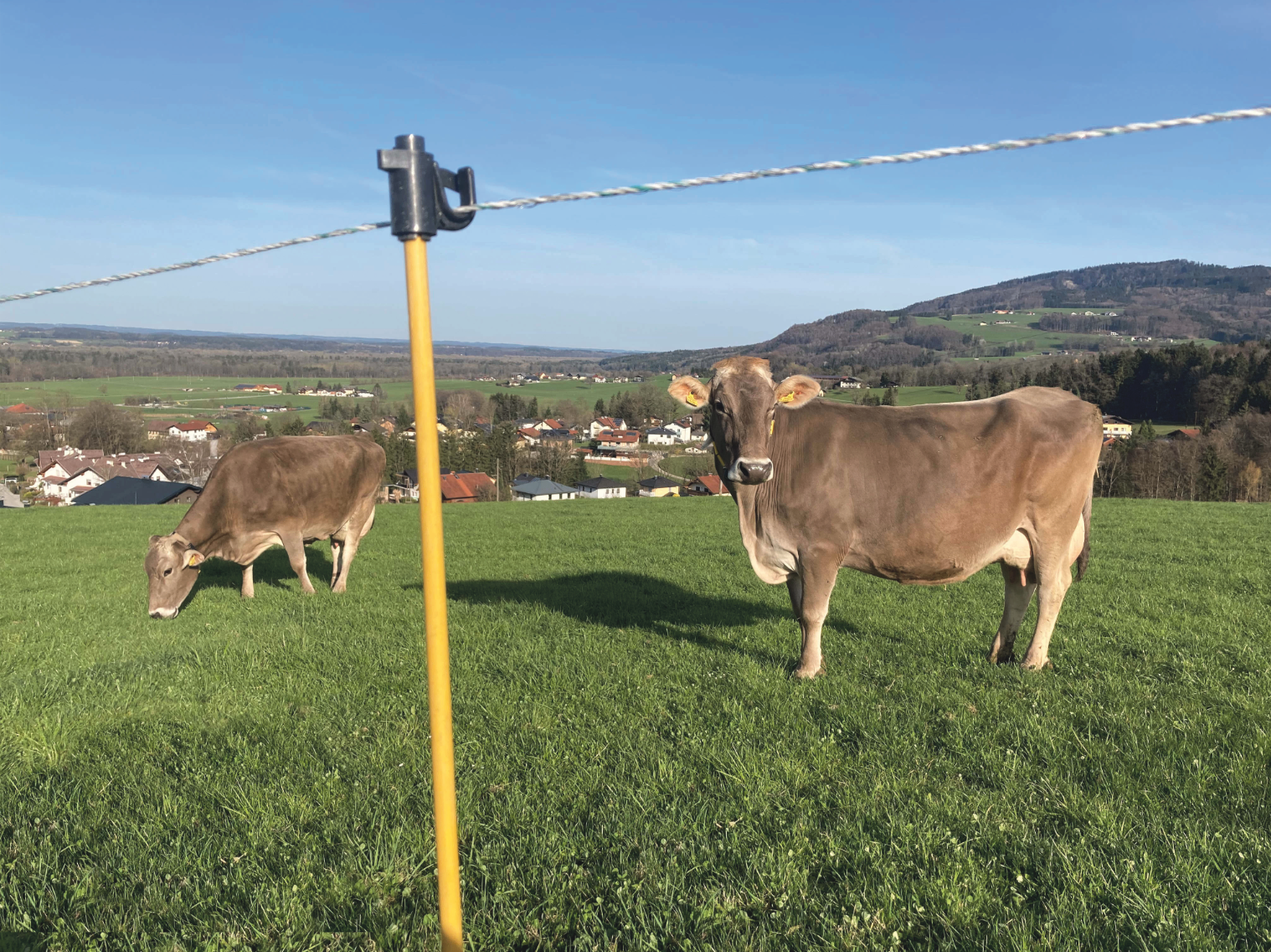 Weidetetanie: Junges Gras ist der Übeltäter.png © Dürnberger Weidetetanie: Junges Gras ist der Übeltäter.png © Dürnberger