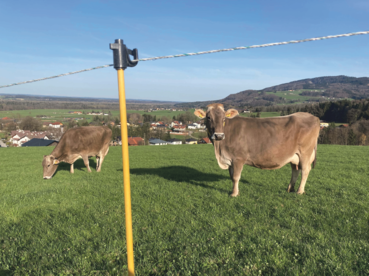 Weidetetanie: Junges Gras ist der Übeltäter.png © Dürnberger Weidetetanie: Junges Gras ist der Übeltäter.png © Dürnberger