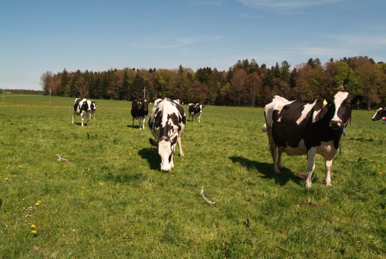 Weidetetanie: Junges Gras ist der Übeltäter.png © Dürnberger