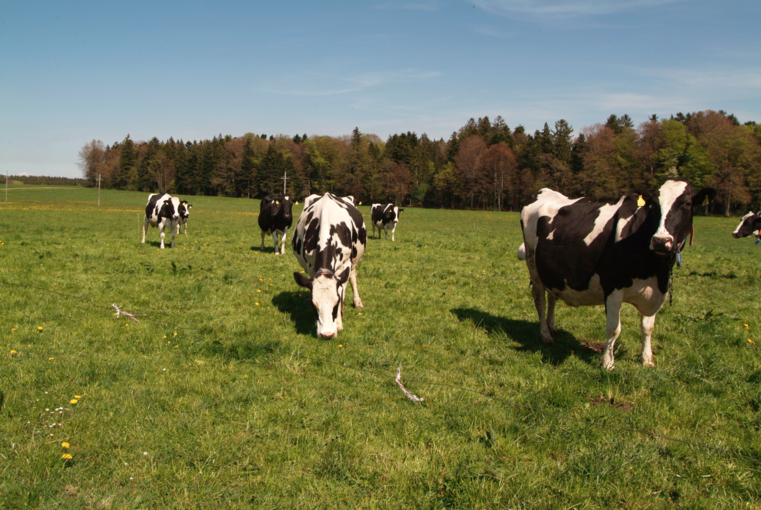 Weidetetanie: Junges Gras ist der Übeltäter.png © Dürnberger Weidetetanie: Junges Gras ist der Übeltäter.png © Dürnberger