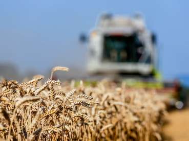 Getreidefeld_mit_Weizen_bei_der_Ernte © Bilderbox (Mittel).jpg © Bilderbox