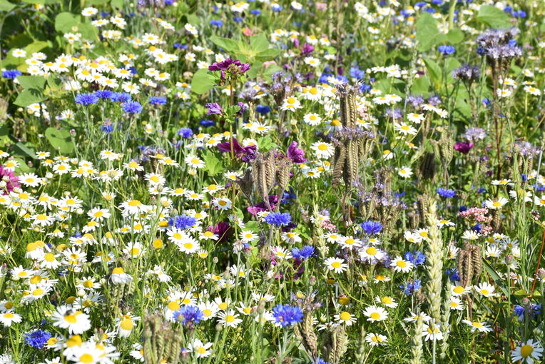 Blühstreifen entlang der Rohrbacherbundesstraße in St. Martin (c) Bienenzentrum OÖ.jpg © Bienenzentrum OÖ