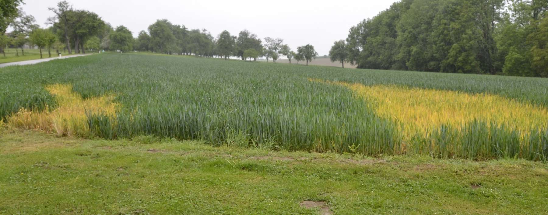 Spritzschäden_Deshalb sollte das Fass sauber gereinigt werden.jpg © Landwirtschaftskammer Oberösterreich/Köppl Spritzschäden_Deshalb sollte das Fass sauber gereinigt werden.jpg © Landwirtschaftskammer Oberösterreich/Köppl