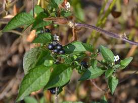 Soja-Solanumbeeren 4.jpg Soja-Solanumbeeren 4.jpg
