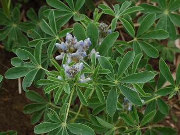 Lupine.jpg © Mag. Harald Schally/LK Niederösterreich Lupine.jpg © Mag. Harald Schally/LK Niederösterreich