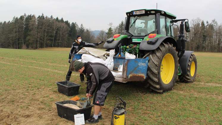 Impfversuch bei Weißer Lupine wurde im Biokompetenzzentrum Schlägl angelegt, 29. März 2022