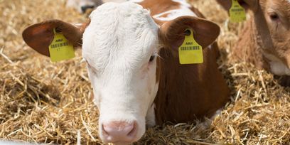 Kalb_Rinderschau-4574_(c)_Walchshofer © BBK(Walchshofer