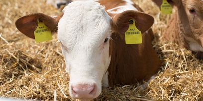 Kalb_Rinderschau-4574_(c)_Walchshofer © BBK(Walchshofer