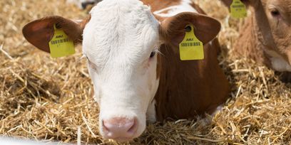 Kalb_Rinderschau-4574_(c)_Walchshofer © BBK(Walchshofer