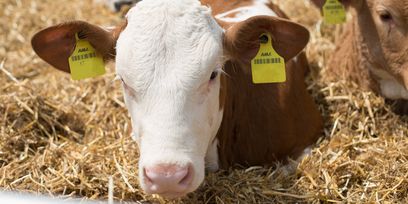 Kalb_Rinderschau-4574_(c)_Walchshofer © BBK(Walchshofer