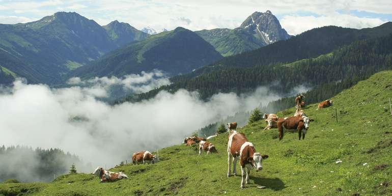 Rinder auf der Alm Rinder auf der Alm