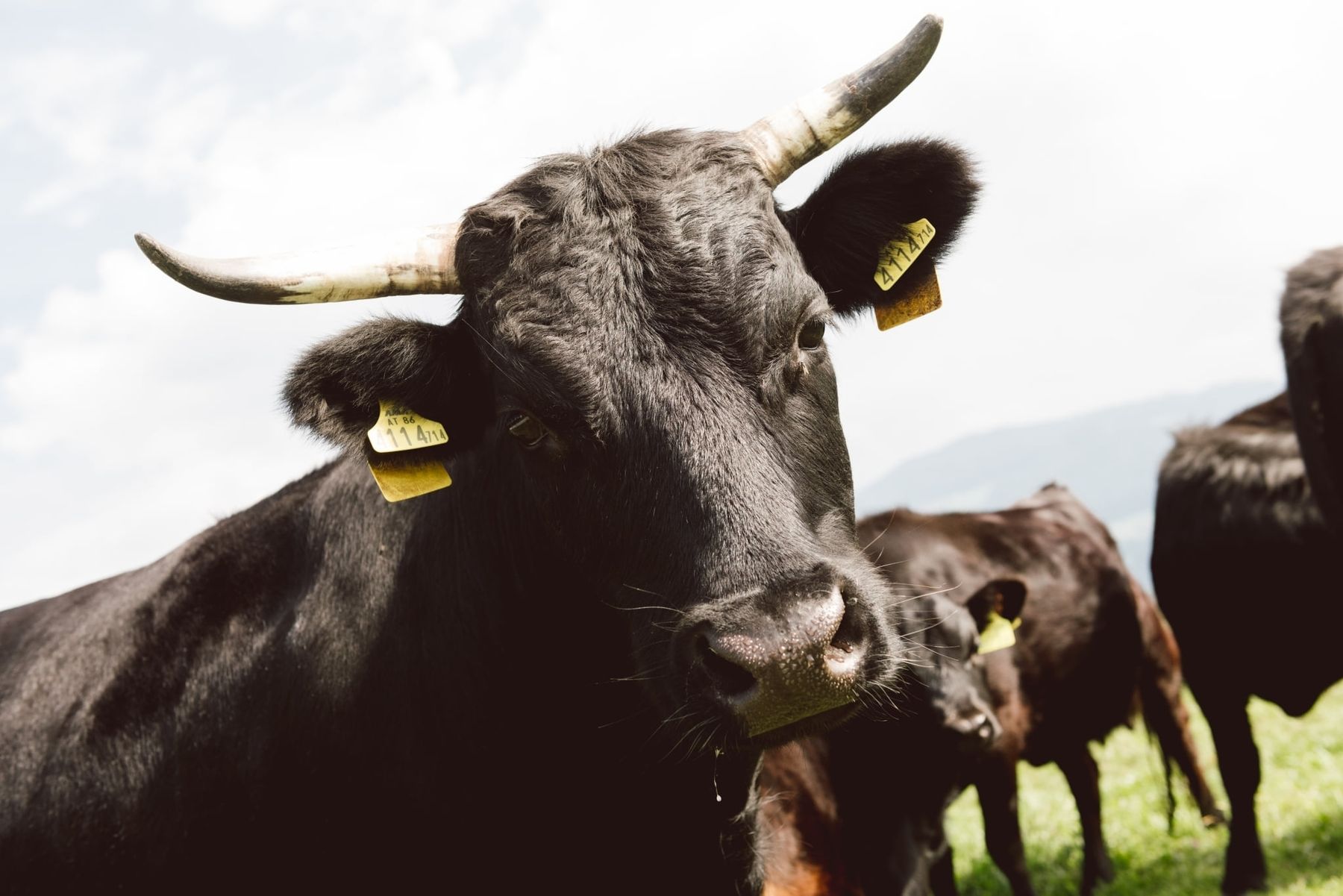 Dexter Rinderrasse.jpg © Christoph Liebetritt Dexter Rinderrasse.jpg © Christoph Liebetritt