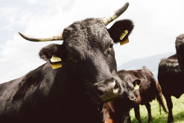 Dexter Rinderrasse.jpg © Christoph Liebetritt Dexter Rinderrasse.jpg © Christoph Liebetritt