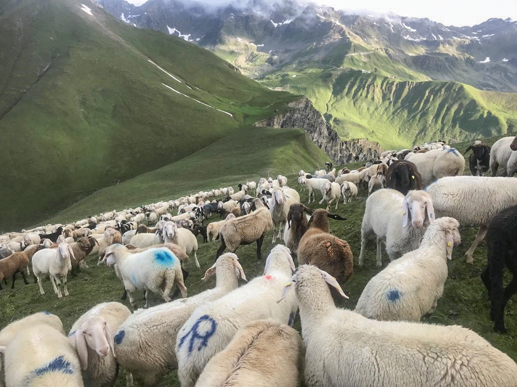 Schafe Berge