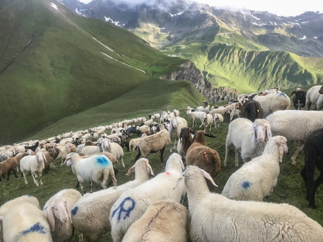 Schafe Berge Schafe Berge