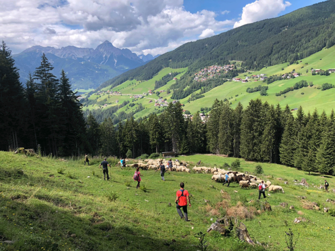 Almabtrieb_Navis_nach-Rissen_Peer-Lukas_01-(3).png © Lukas Peer