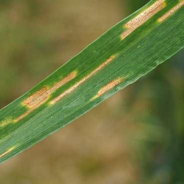 Pilze und Sporen in Getreide