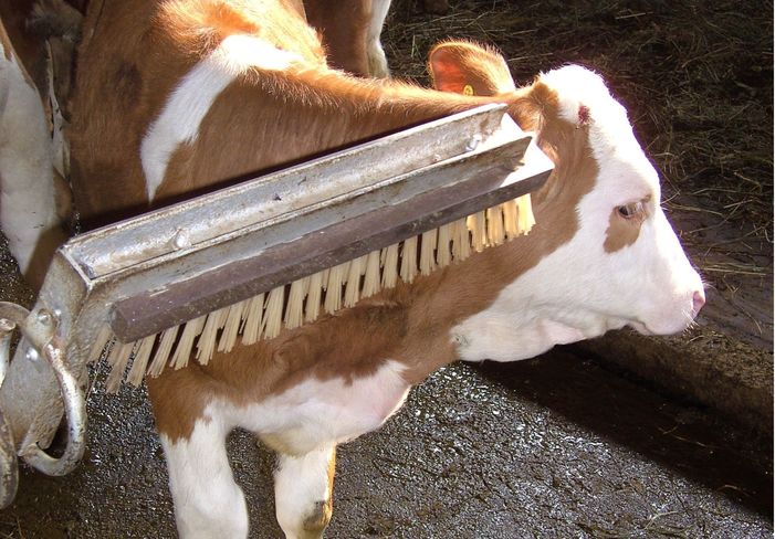 Zerstörte Hornanlagen Kalb LK OÖ Rudlstorfer.jpg Zerstörte Hornanlagen Kalb LK OÖ Rudlstorfer.jpg