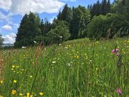 Mehr als nur ein schlamperter Streifen.jpg © ÖKL Mehr als nur ein schlamperter Streifen.jpg © ÖKL